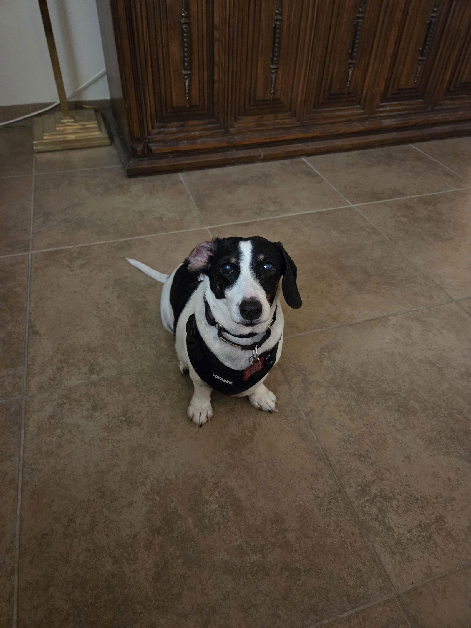 Snoopy, Adopted, Adult Male Dachshund.