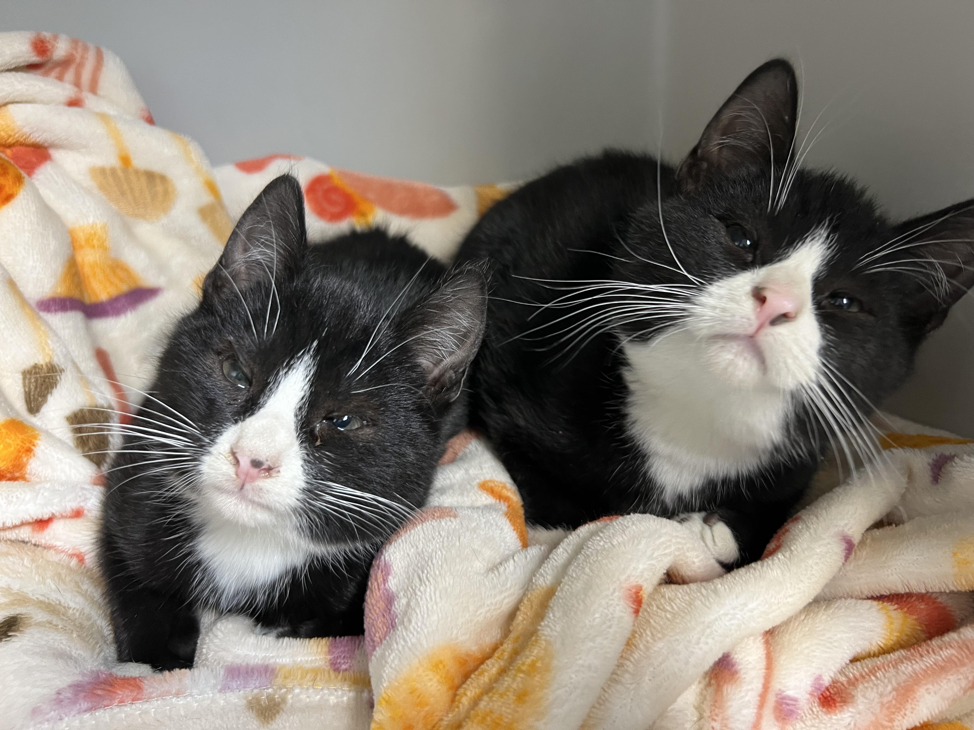 Enlarge Bobby, a Adoptable Domestic Short Hair in Gaithersburg, MD image 1/3