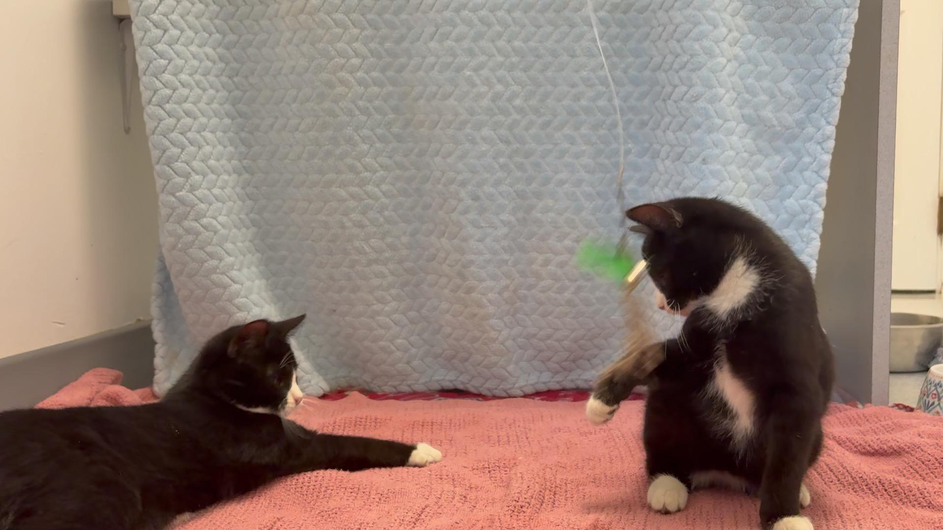 Enlarge Bobby, a Adoptable Domestic Short Hair in Gaithersburg, MD image 3/3