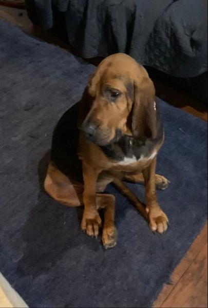 Rose, ADOPTABLE, Young Female Bloodhound.