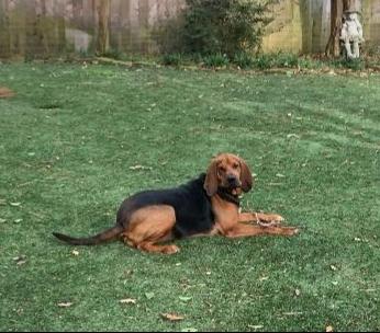 Enlarge Rose, an adopted Bloodhound in Dallas, TX image 5/6