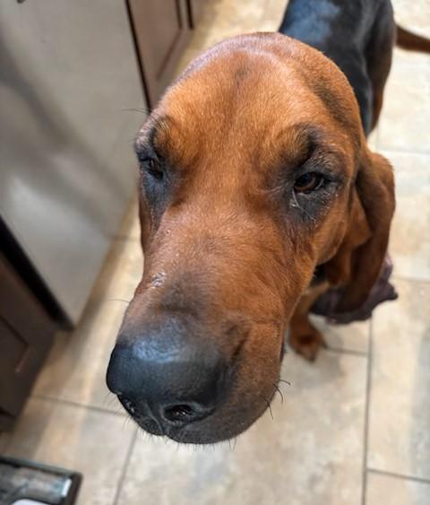 Enlarge Rose, an adopted Bloodhound in Dallas, TX image 6/6