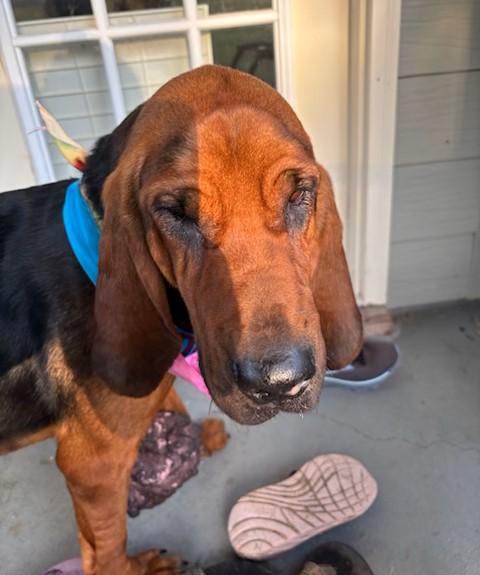 Enlarge Rose, an adopted Bloodhound in Dallas, TX image 4/6