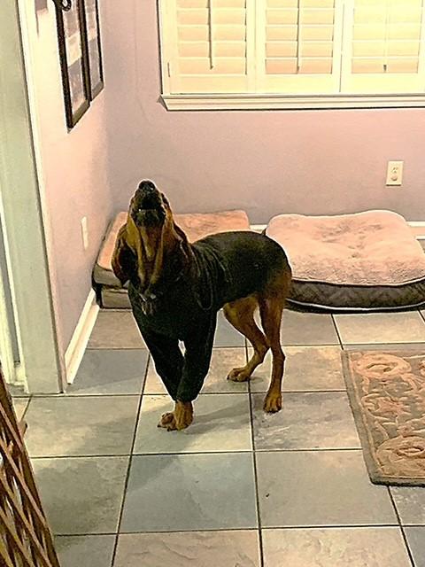 Enlarge Rose, an adopted Bloodhound in Dallas, TX image 3/6