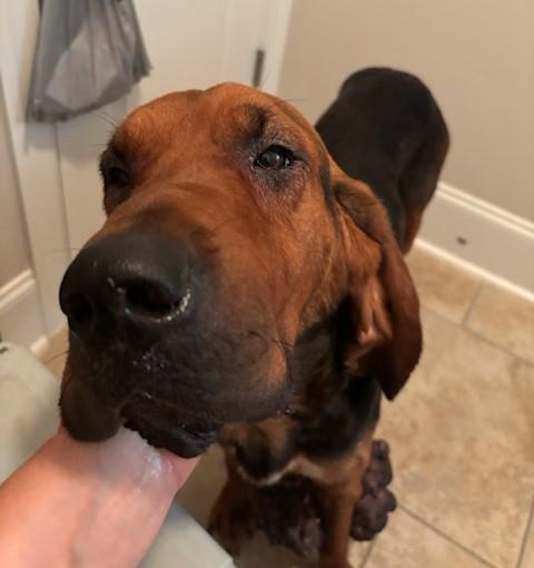 Enlarge Rose, an adopted Bloodhound in Dallas, TX image 2/6