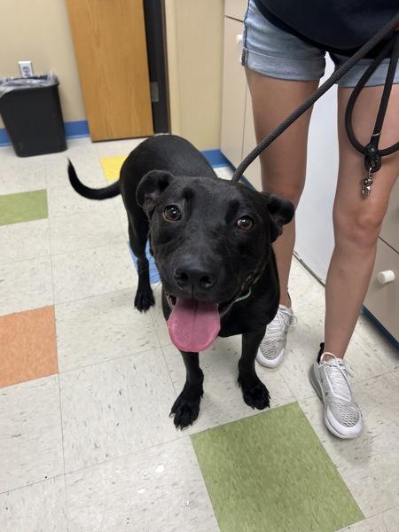 Angel, Adoptable, Young Female Pit Bull Terrier & German Shepherd Dog.