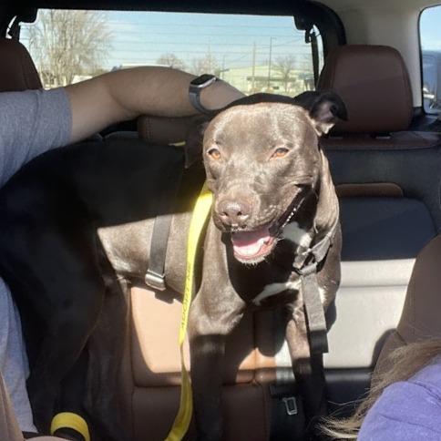 Zero, Adoptable, Young Male Mixed Breed.