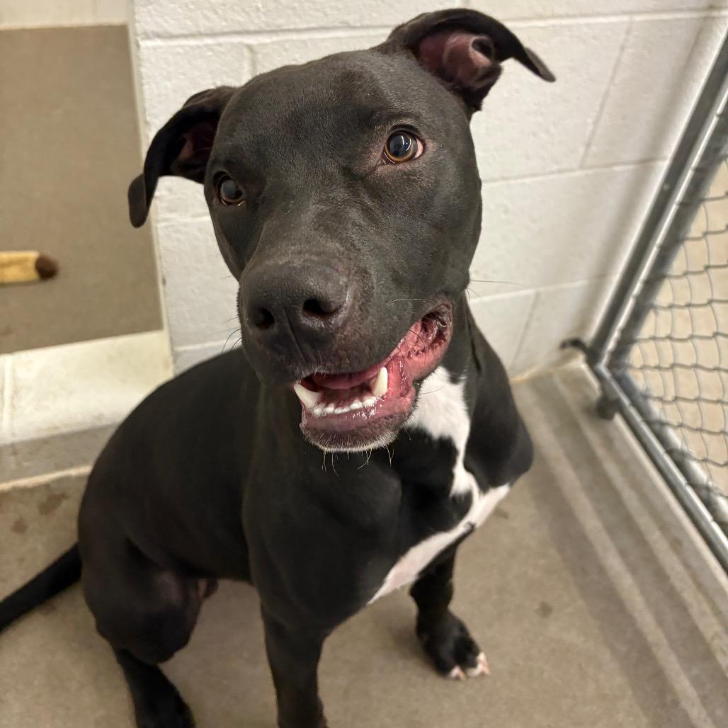 Zero, Adoptable, Young Male Mixed Breed.