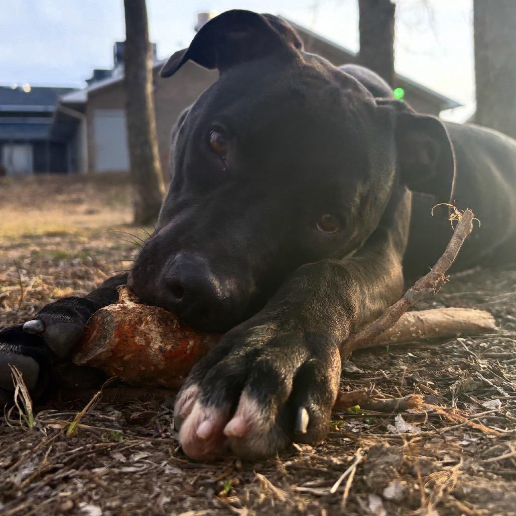 Enlarge Zero, a Adoptable Mixed Breed in Manhattan, KS image 2/6