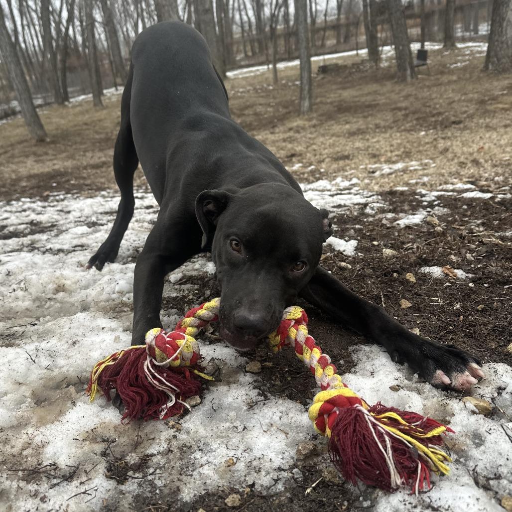 Enlarge Zero, a Adoptable Mixed Breed in Manhattan, KS image 3/6