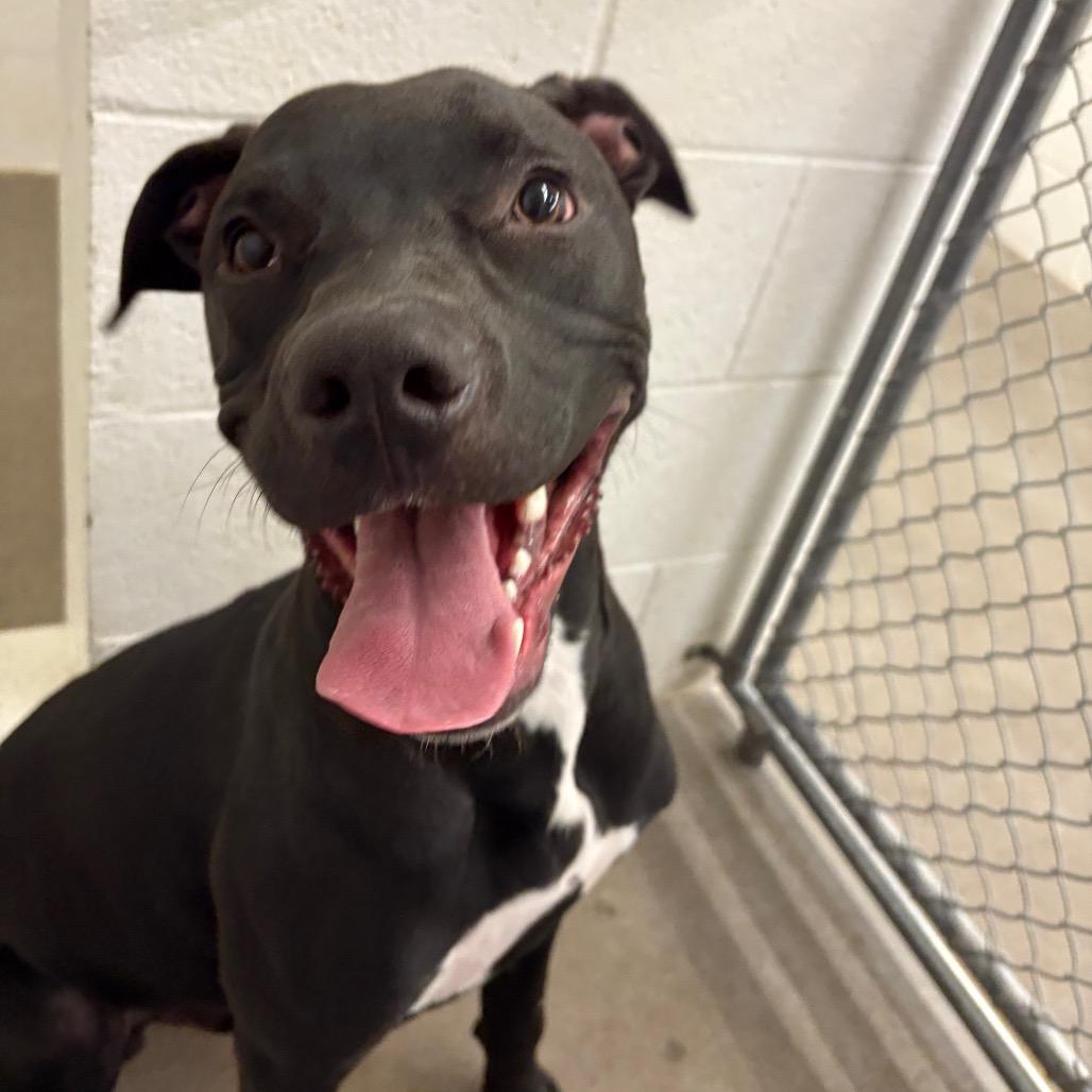 Enlarge Zero, a Adoptable Mixed Breed in Manhattan, KS image 4/6