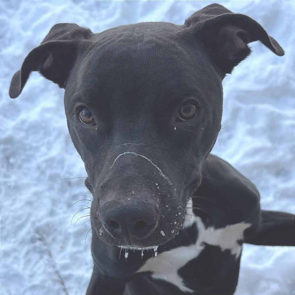 Enlarge Zero, a Adoptable Mixed Breed in Manhattan, KS image 5/6