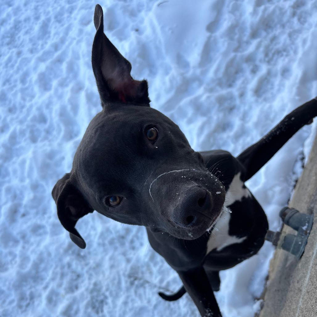 Enlarge Zero, a Adoptable Mixed Breed in Manhattan, KS image 6/6