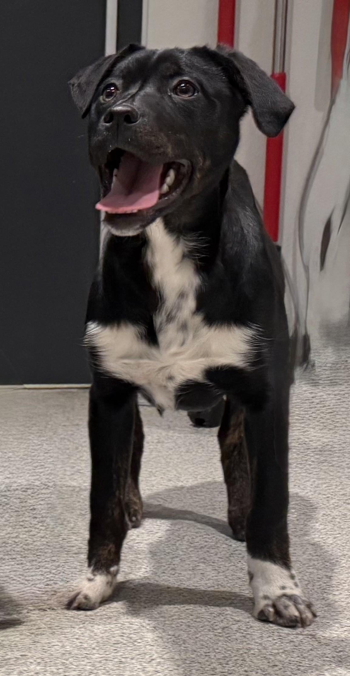 Lyra, an adopted mixed breed in Hamilton, MT image 2/3