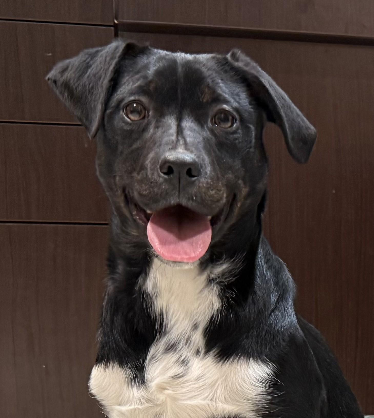 Lyra, an adopted mixed breed in Hamilton, MT image 1/3