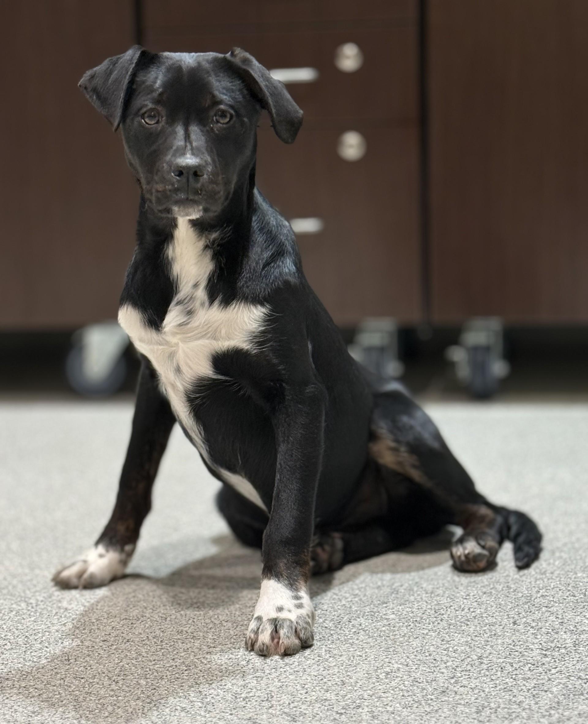 Lyra, an adopted mixed breed in Hamilton, MT image 3/3