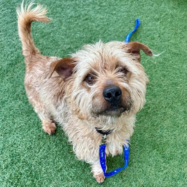 Enlarge Scooter, a Adoptable mixed breed in Walnut Creek, CA image 1/1