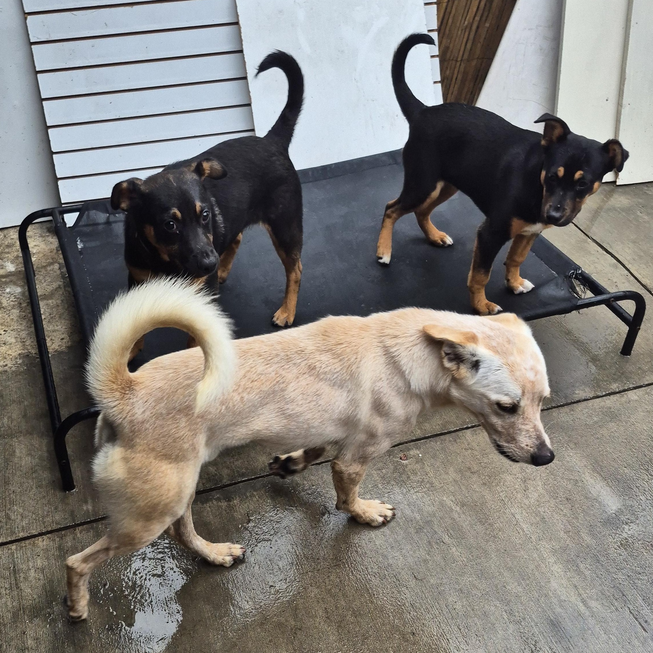 Mr. Snowshoe!!! thumbnail 3