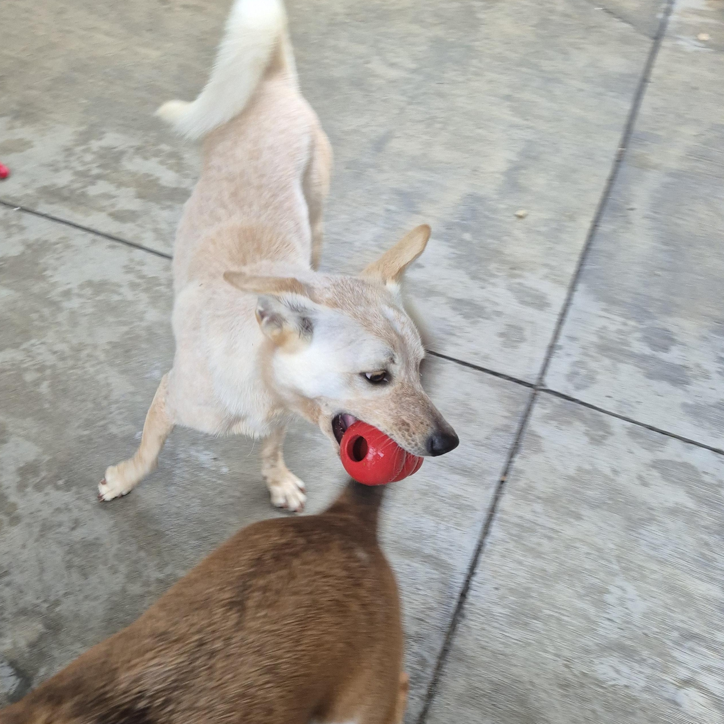 Mr. Snowshoe!!! thumbnail 4