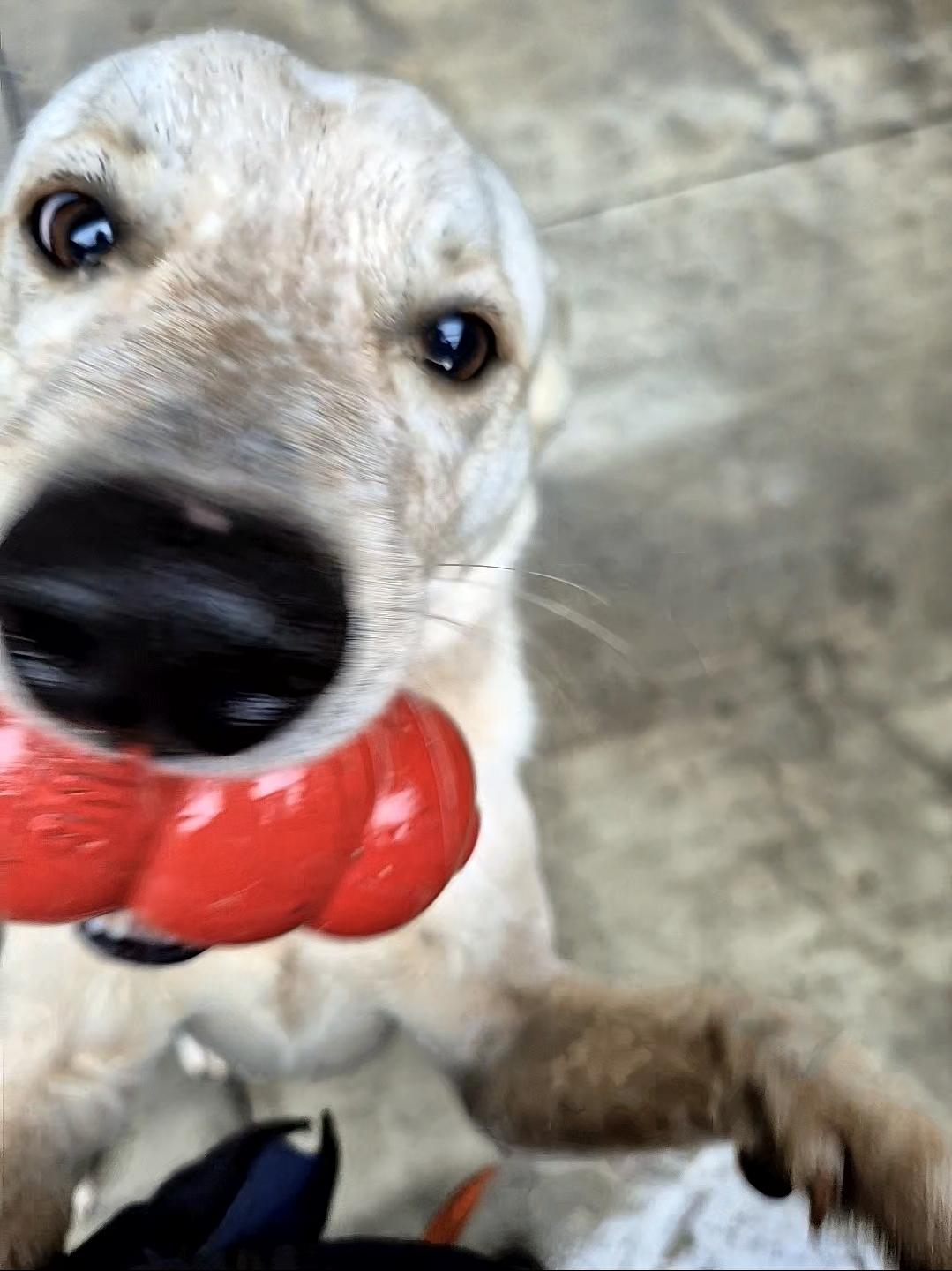 Mr. Snowshoe!!! thumbnail 5