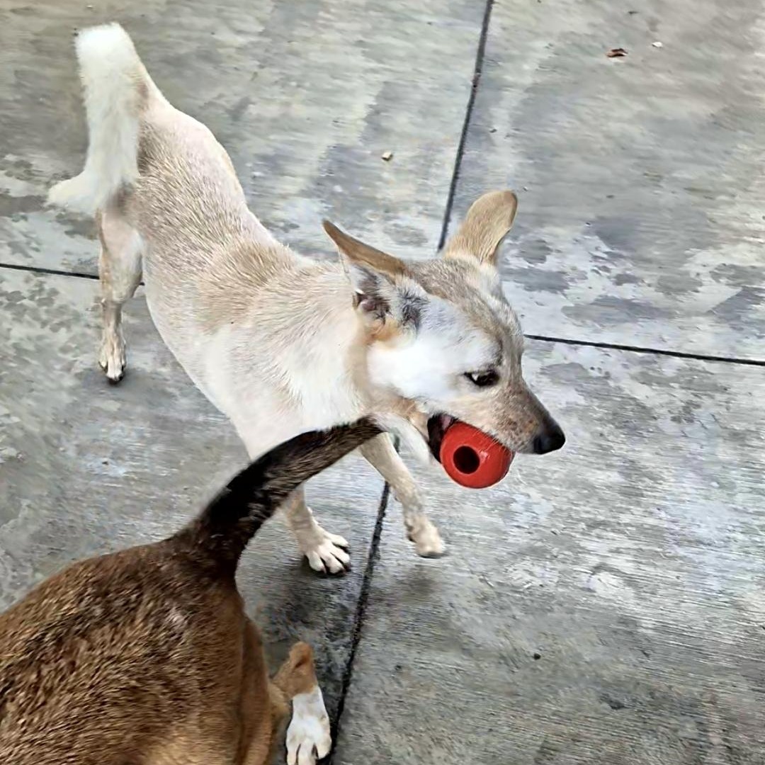 Mr. Snowshoe!!! thumbnail 6