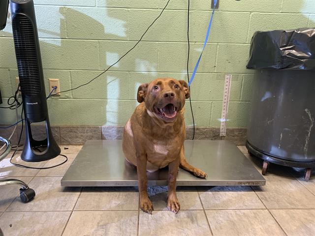 Enlarge GINGER, a Adoptable mixed breed in Grand Prairie, TX image 1/1