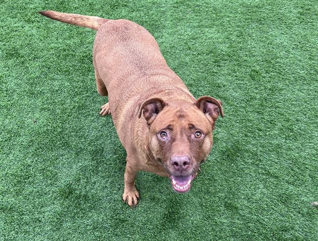 Enlarge GINGER, a Adoptable mixed breed in Grand Prairie, TX image 1/1