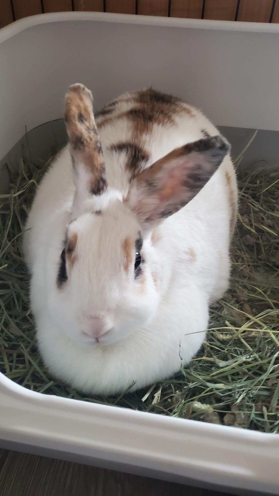 MEARA(ADULT SPAYED FEMALE), Adult Female unknown