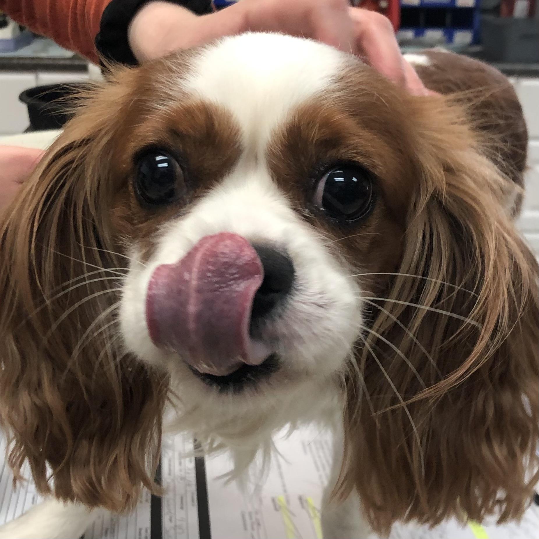 Hunter, adopted, Adult Male Cavalier King Charles Spaniel.