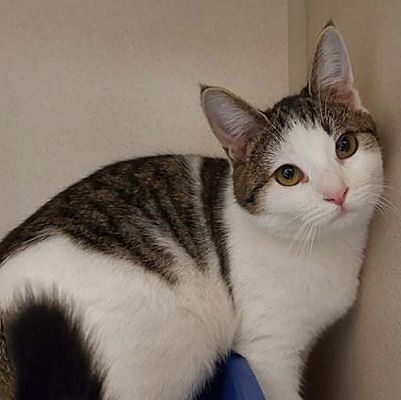 Sophie, Adoptable, Young Female Domestic Short Hair.