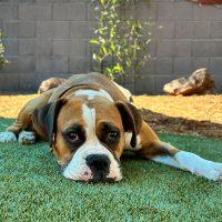 Rosie, a Adopted Boxer in Davis, CA image 1/2