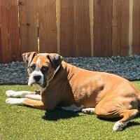 Rosie, a Adopted Boxer in Davis, CA image 2/2