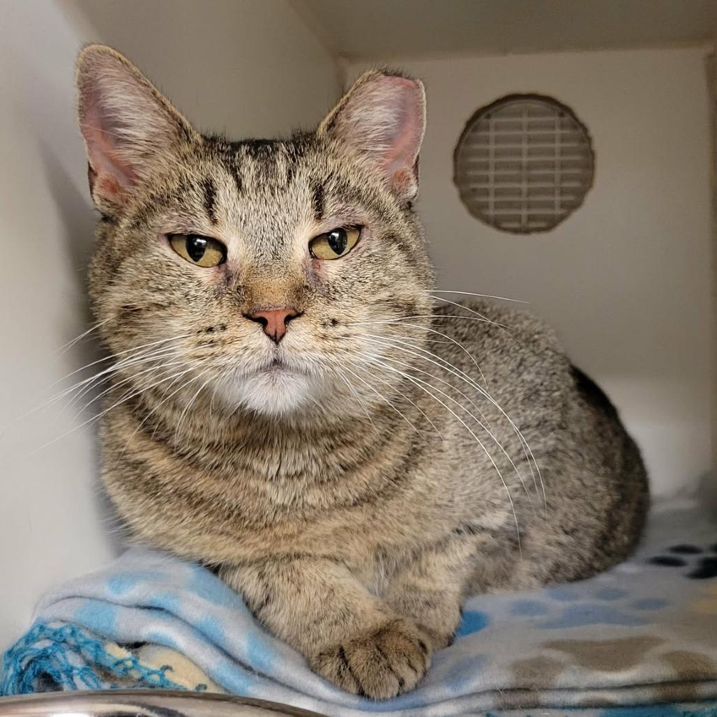 Enlarge Fern, a Adoptable Domestic Short Hair in Columbia, MO image 1/6