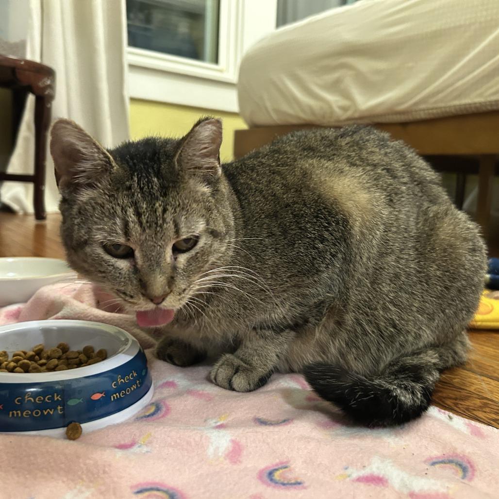 Enlarge Fern, a Adoptable Domestic Short Hair in Columbia, MO image 2/6