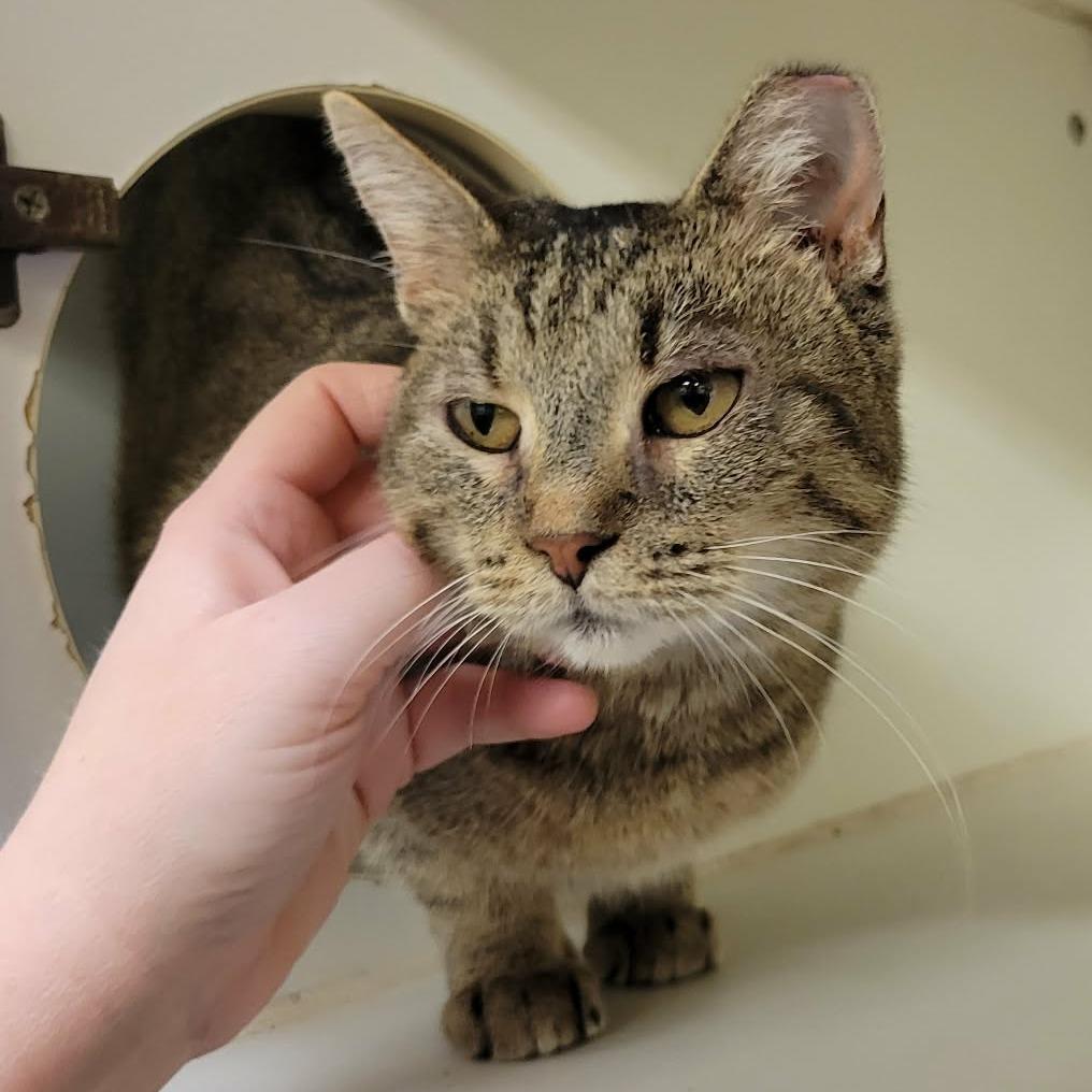 Enlarge Fern, a Adoptable Domestic Short Hair in Columbia, MO image 3/6
