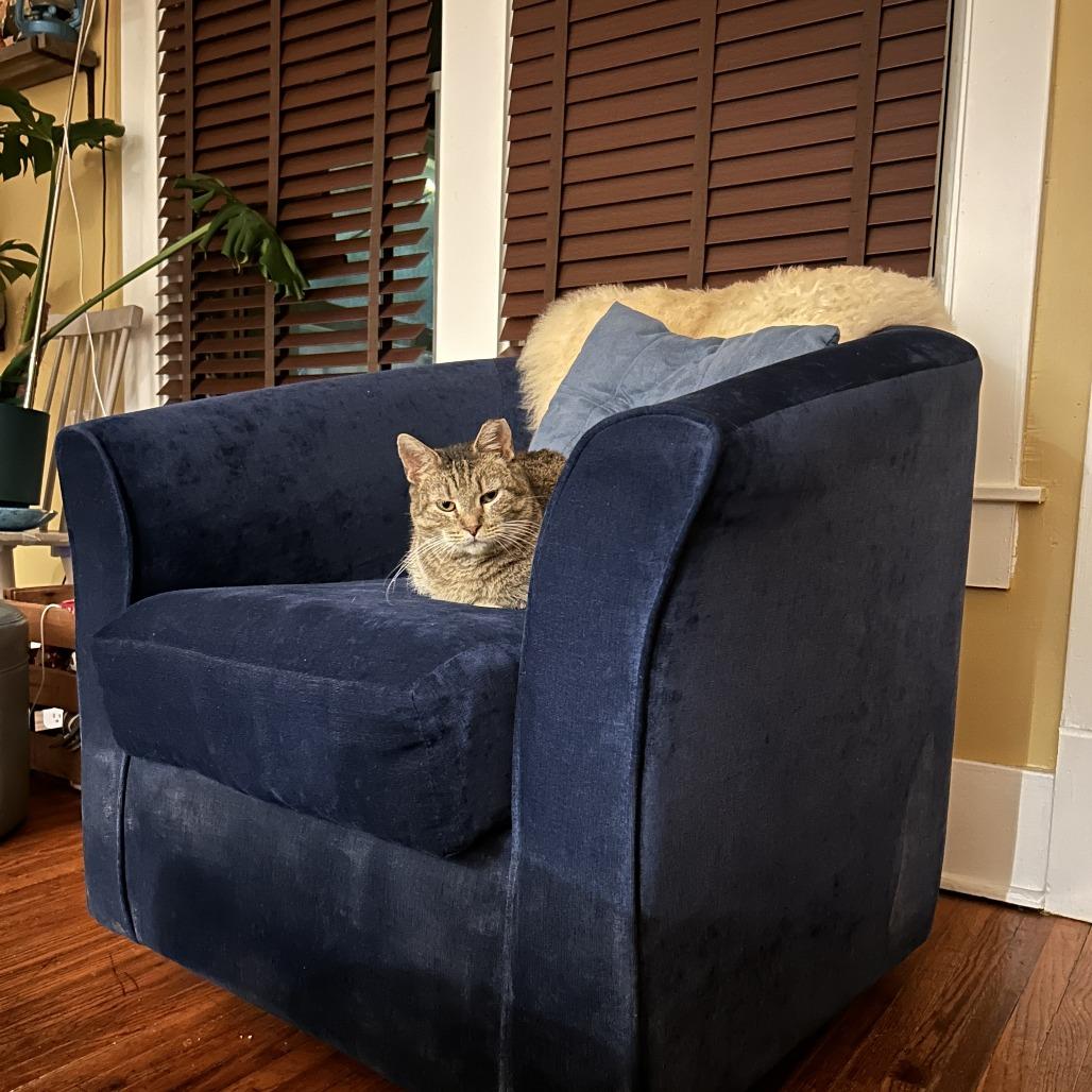 Enlarge Fern, a Adoptable Domestic Short Hair in Columbia, MO image 4/6