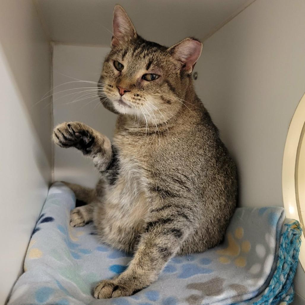 Enlarge Fern, a Adoptable Domestic Short Hair in Columbia, MO image 5/6