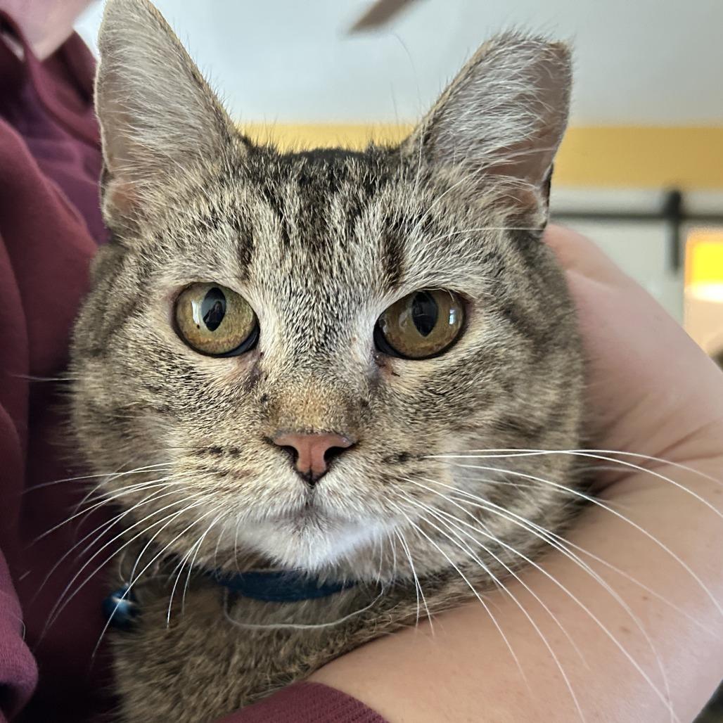 Enlarge Fern, a Adoptable Domestic Short Hair in Columbia, MO image 6/6