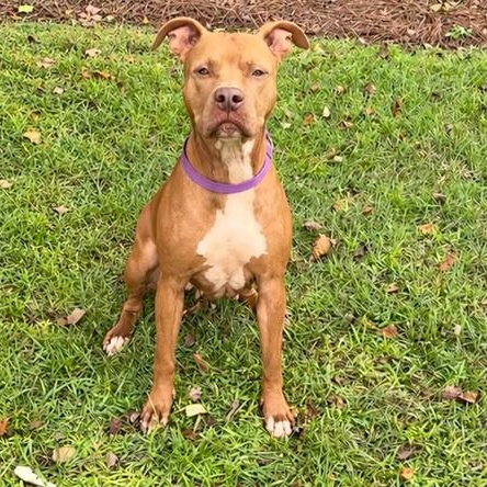 Spots, Adoptable, Young Female Pit Bull Terrier.