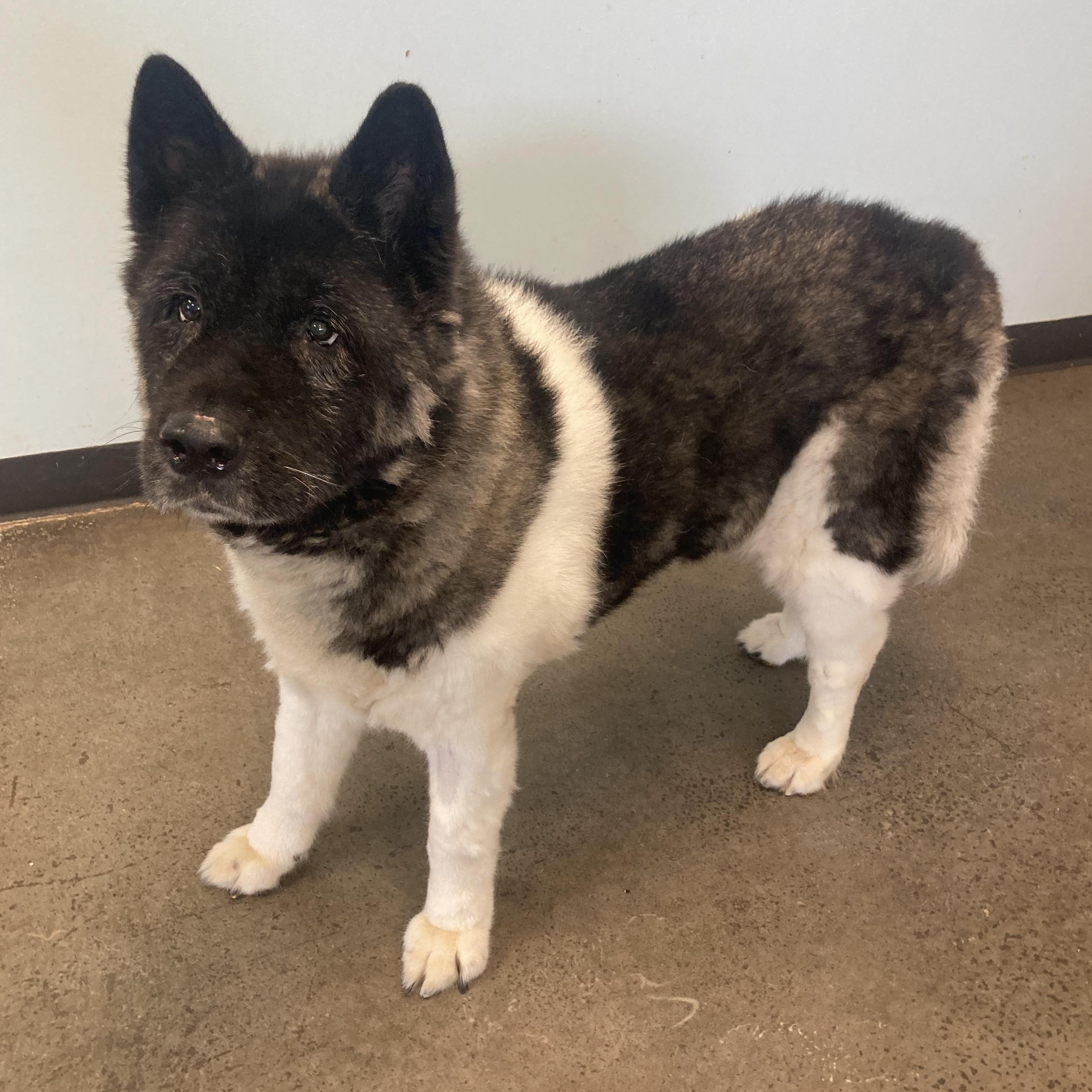 Enlarge Zena, a Adopted Akita in Mishawaka, IN image 2/3