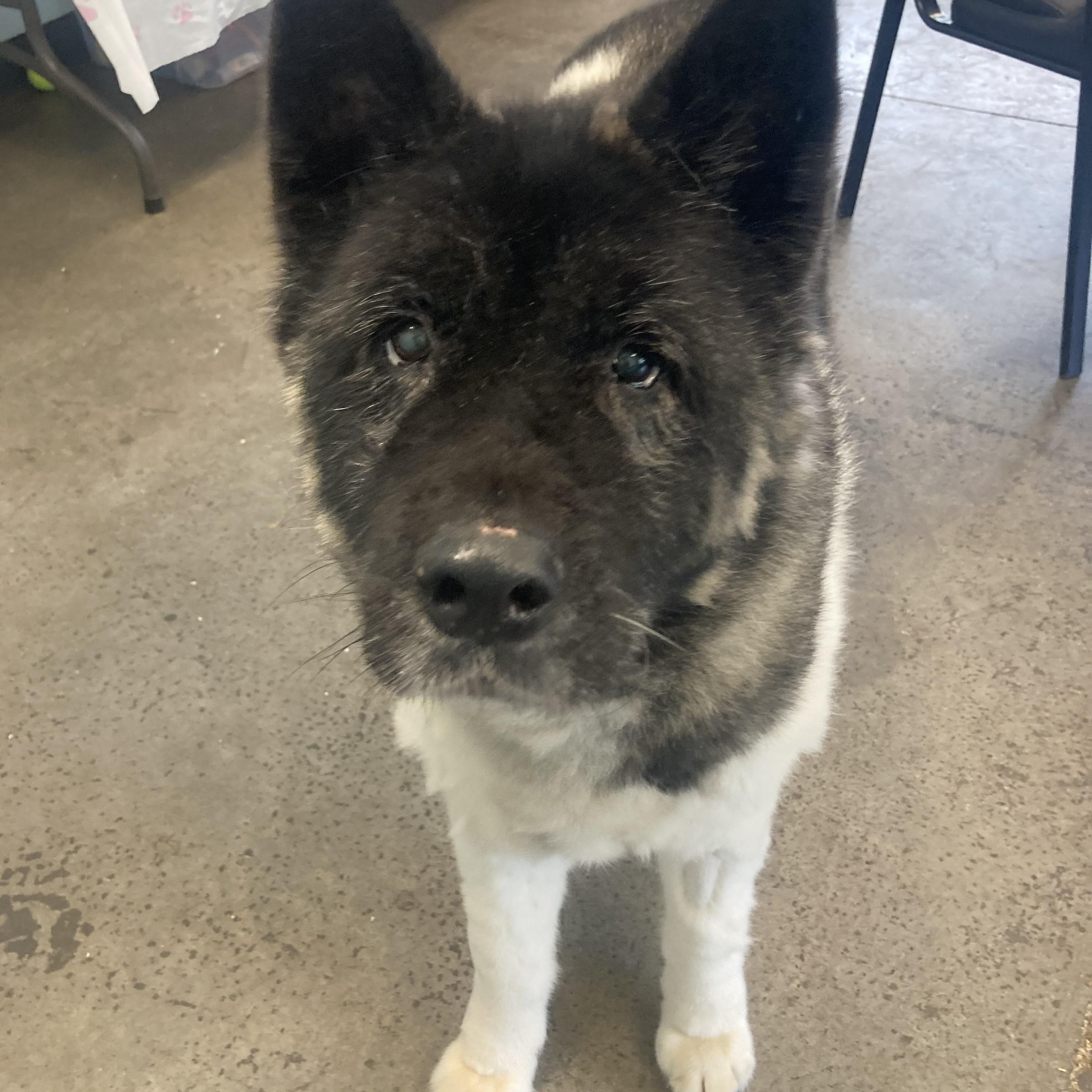 Enlarge Zena, a Adopted Akita in Mishawaka, IN image 3/3