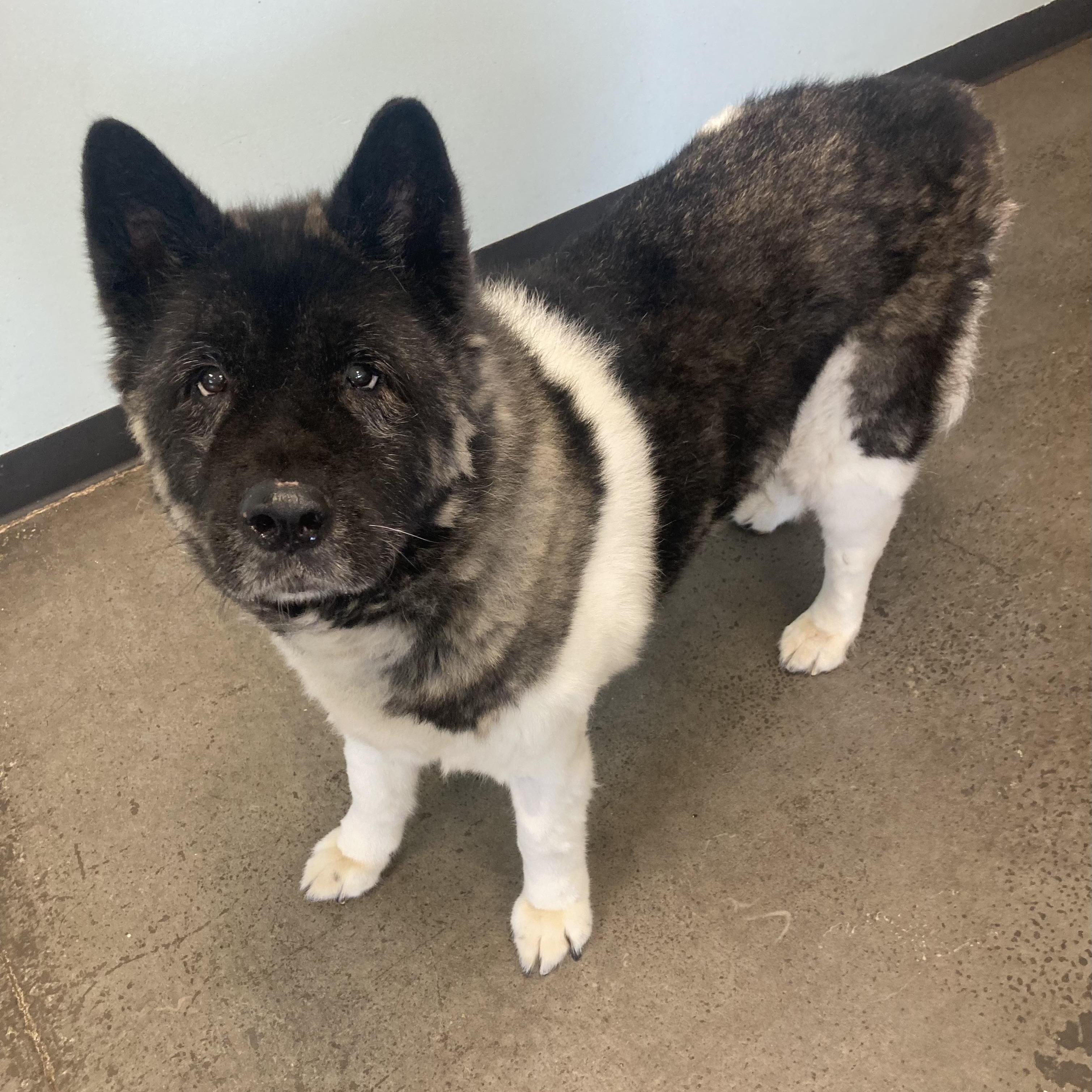 Enlarge Zena, a Adopted Akita in Mishawaka, IN image 1/3