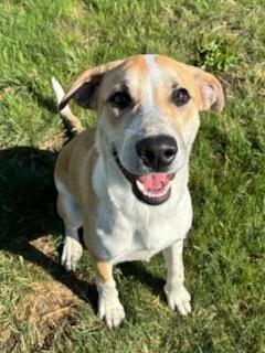 Scatter, an adoptable Labrador Retriever in wetaskiwin, AB, t9a 2j4 | Photo Image 1