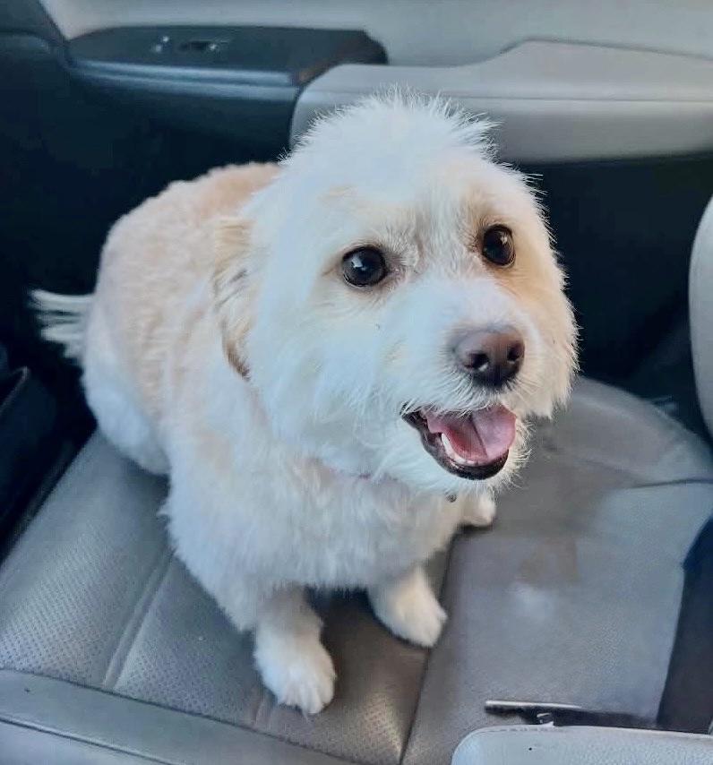 Nala Lu, a Adoptable Maltipoo in Plano, TX image 2/3