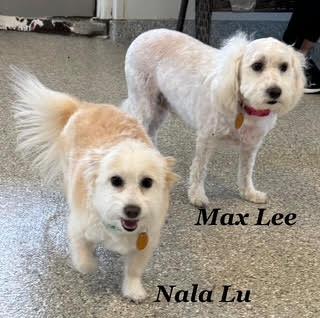 Nala Lu, Adoptable, Adult Female Maltipoo.
