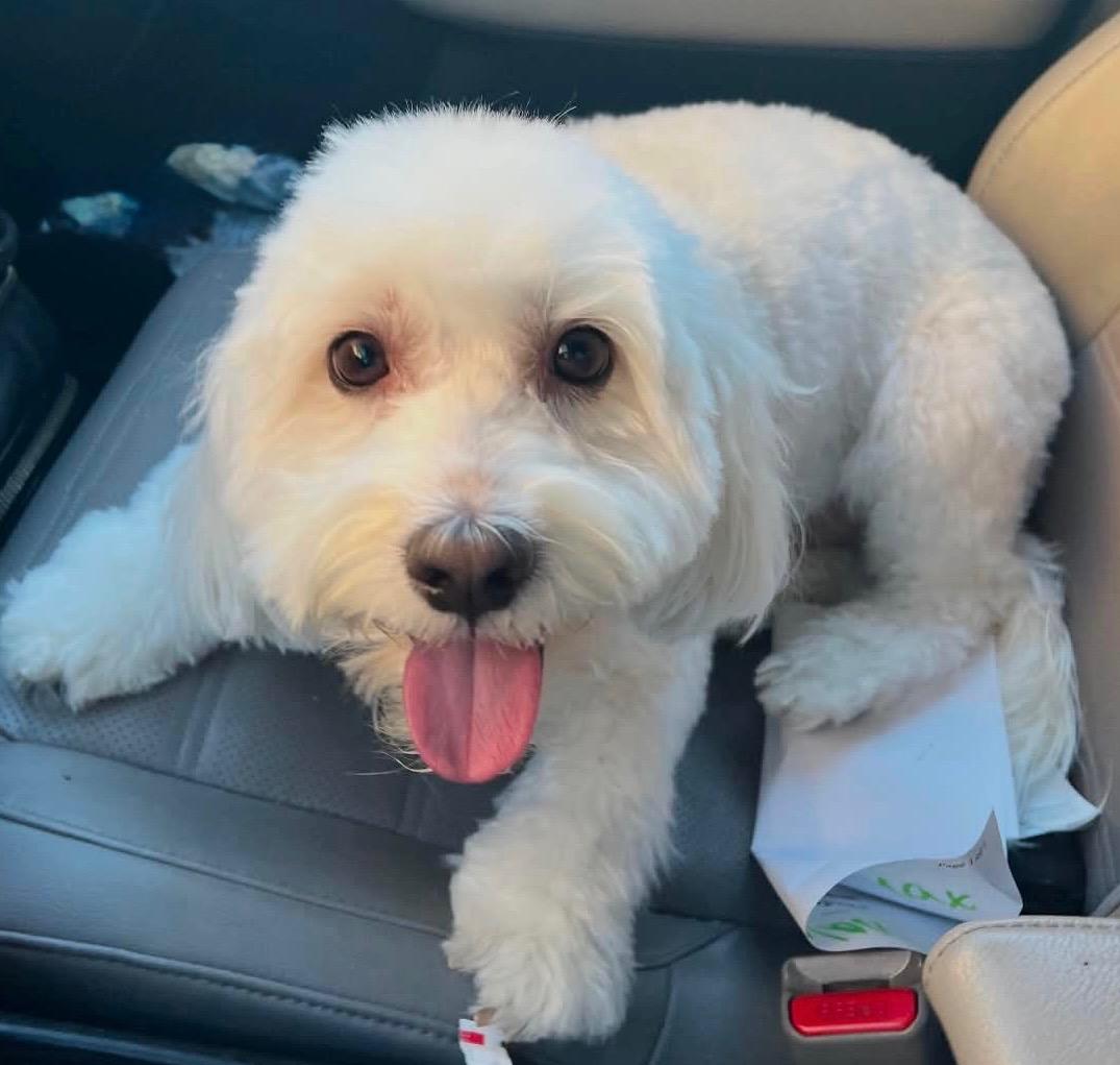 Nala Lu, a Adoptable Maltipoo in Plano, TX image 3/3