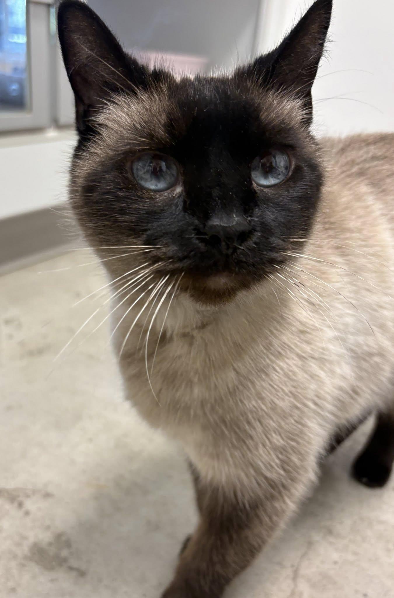 Linus, adopted, Senior Male Siamese.