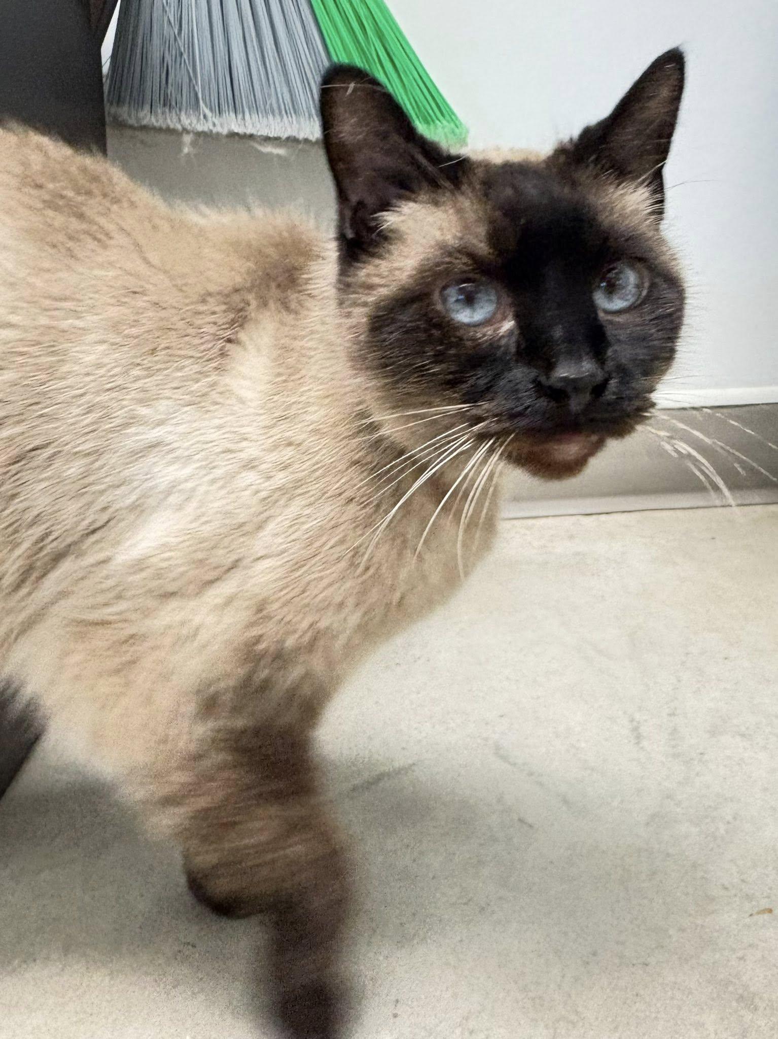 Enlarge Linus, an adopted Siamese in Iowa City, IA image 2/2