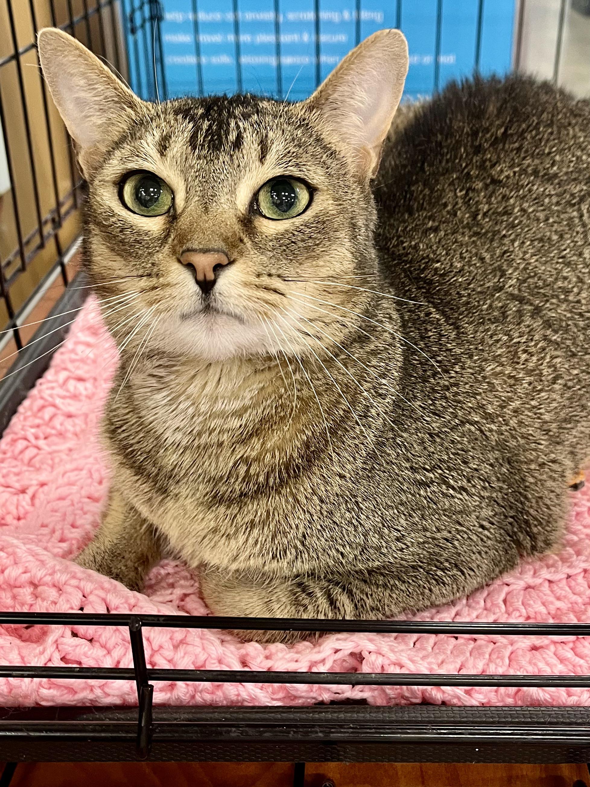 Sheba, a ADOPTABLE mixed breed in Snellville, GA image 2/4