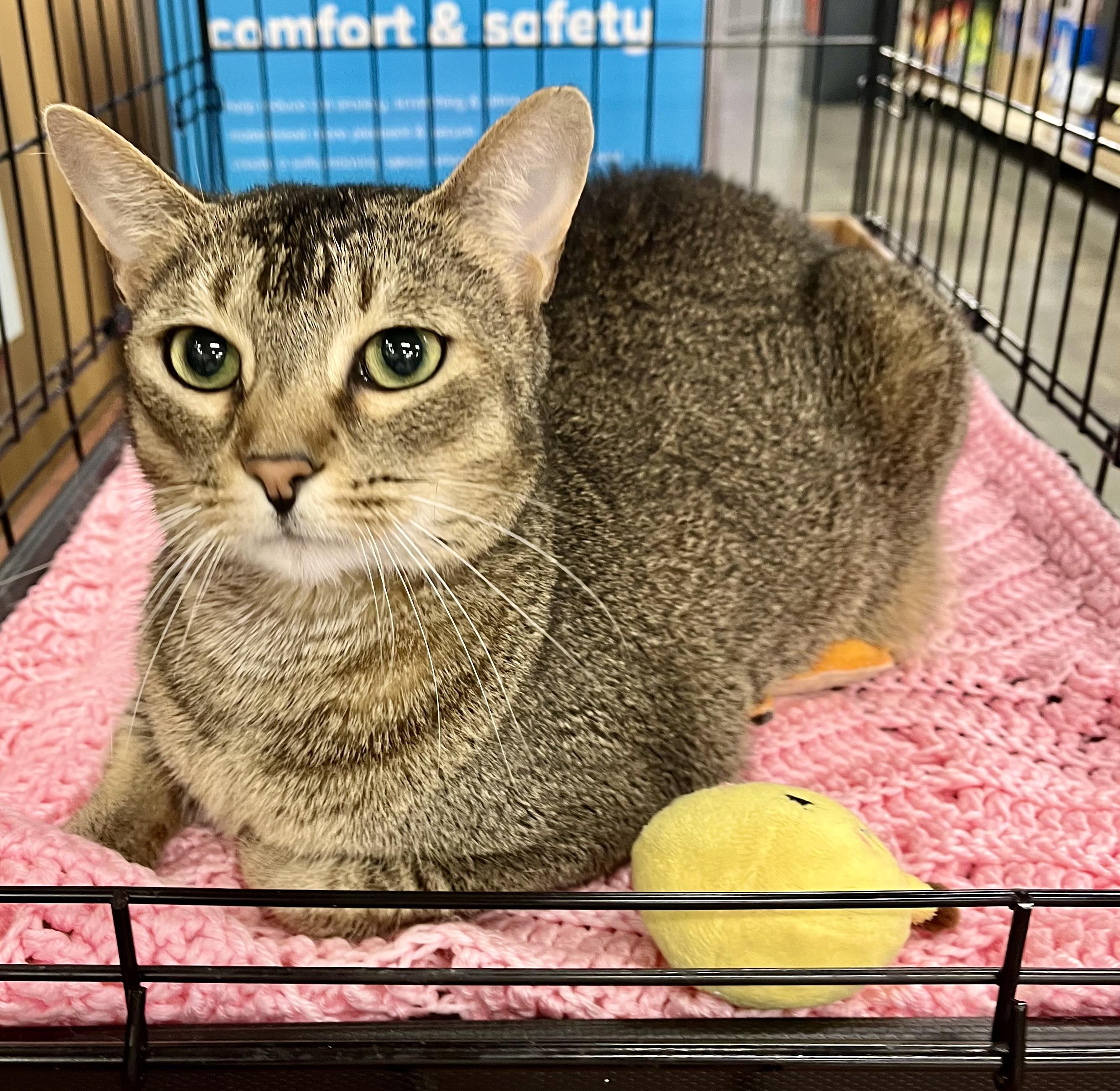 Sheba, a ADOPTABLE mixed breed in Snellville, GA image 3/4